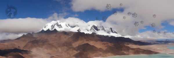 viajando com pet para BOLIVIA