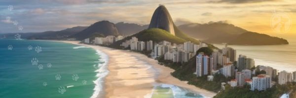 viajando com pet para BRASIL